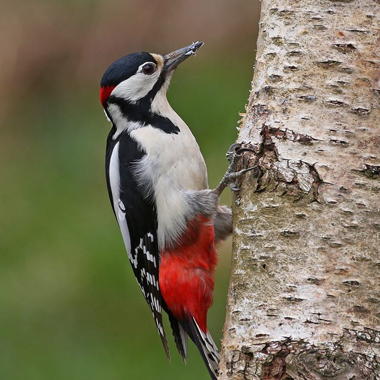 A spotted woodpecker balances on the edge of a tree trunk