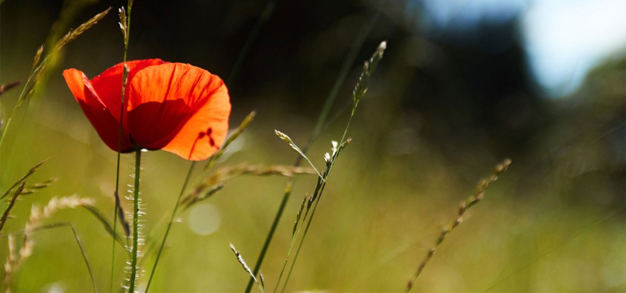 A red poppy shines brightly in the sun