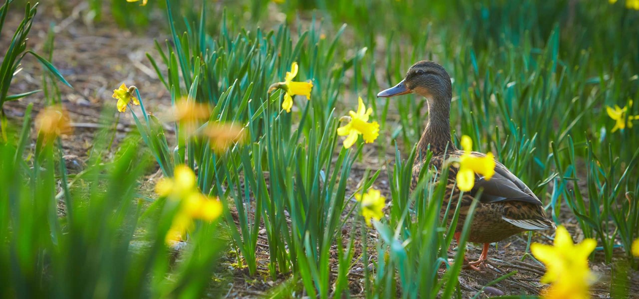 A female Mallard walks through the daffodils