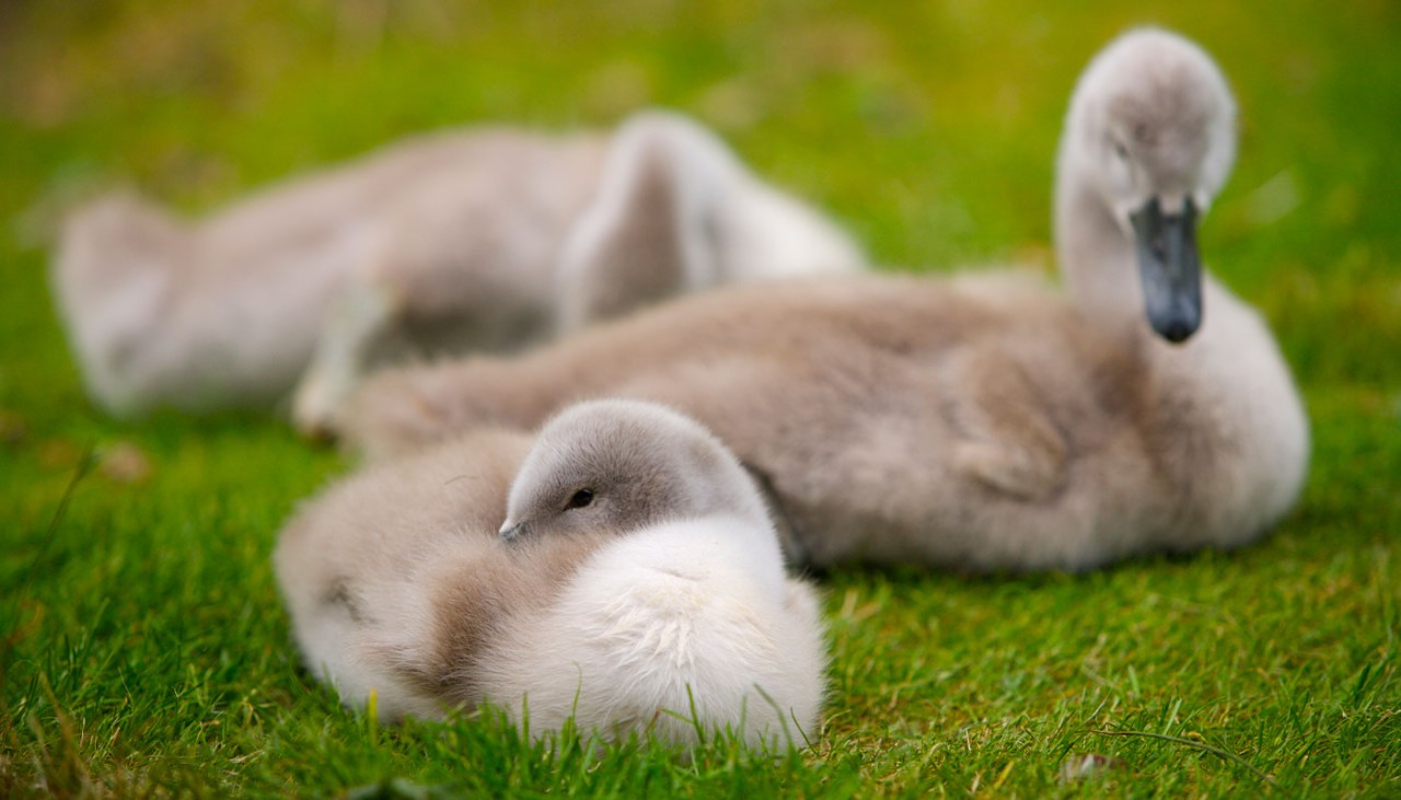 Three cygnets nestle together on the grass