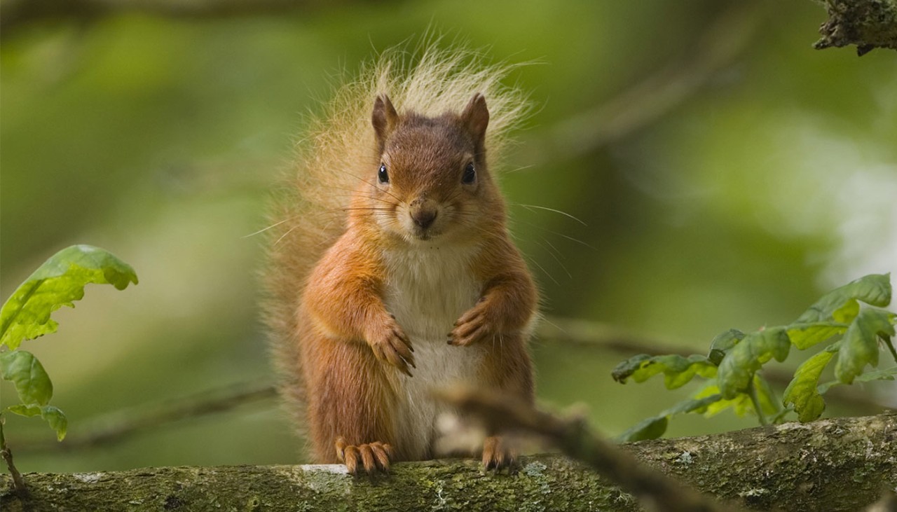A red squirrel sits on a branch and looks straight at the camera
