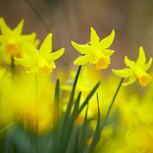 Daffodils