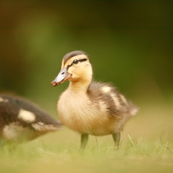 Duckling close-up