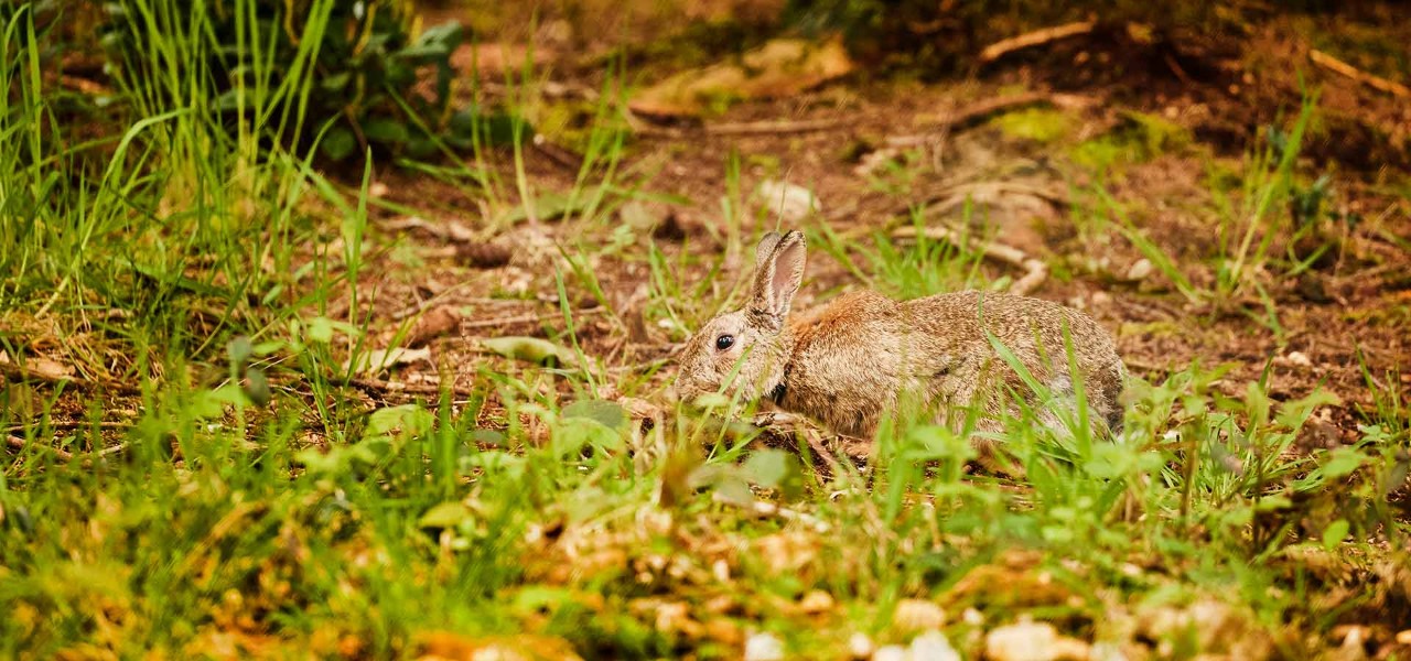 A rabbit walking along the forest floor