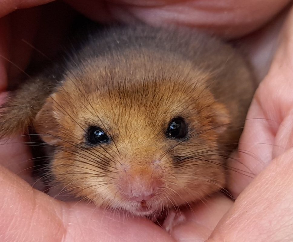 A doormouse in the palm of someone's hand