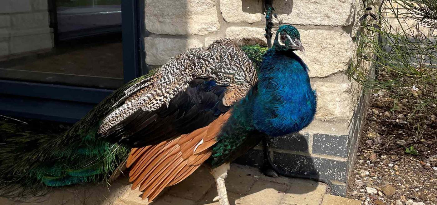Are Peacocks Used As Guard Dogs