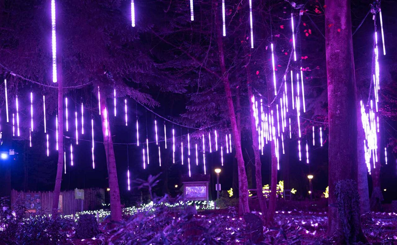 Hanging LED light tubes glow purple, suspended from tree branches, illuminating a nighttime forest walkway with dripping-icicle patterns while low garden lights and distant lamps punctuate the dark surroundings.