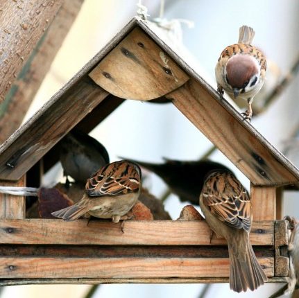 Group of birds in birdhouse
