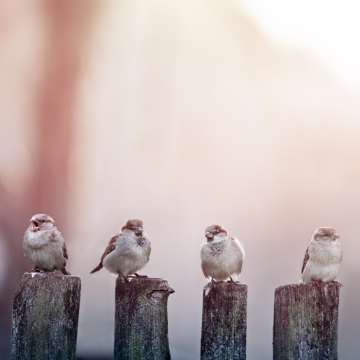 Four birds sat on four different bird posts