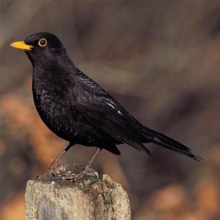 Blackbird sat on a post