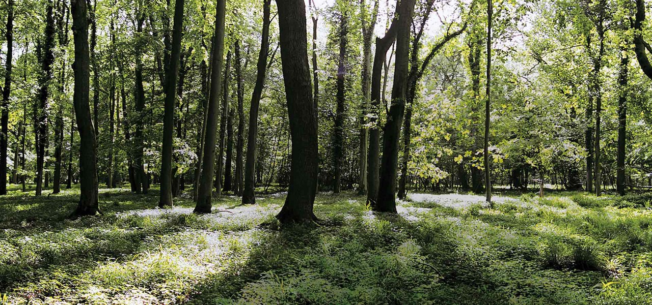 Sunny forest scenery