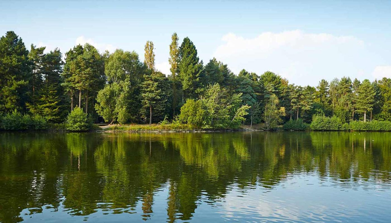 Trees overlooking the lake at Elveden Forest.
