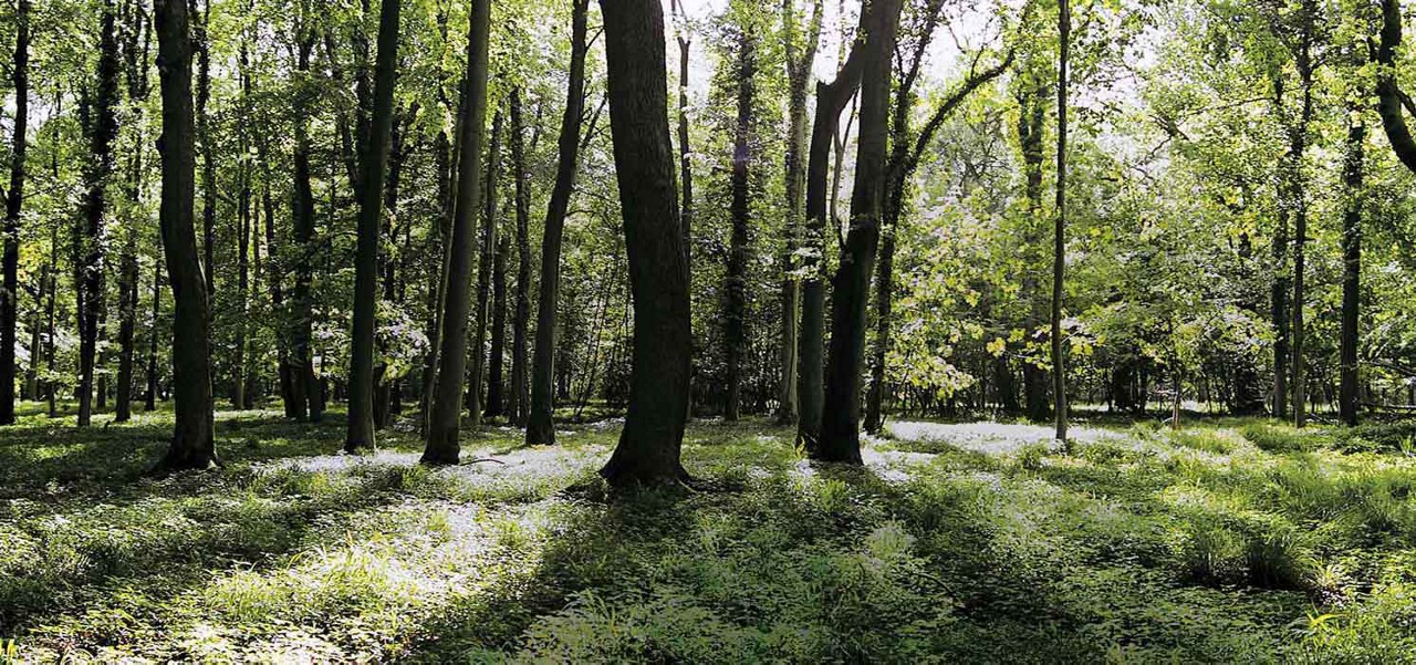 Sunlit trees cast long shadows across a carpet of ferns and low vegetation, in a forest clearing. Dappled light filters through dense green canopy, creating bright patches among tall trunks.