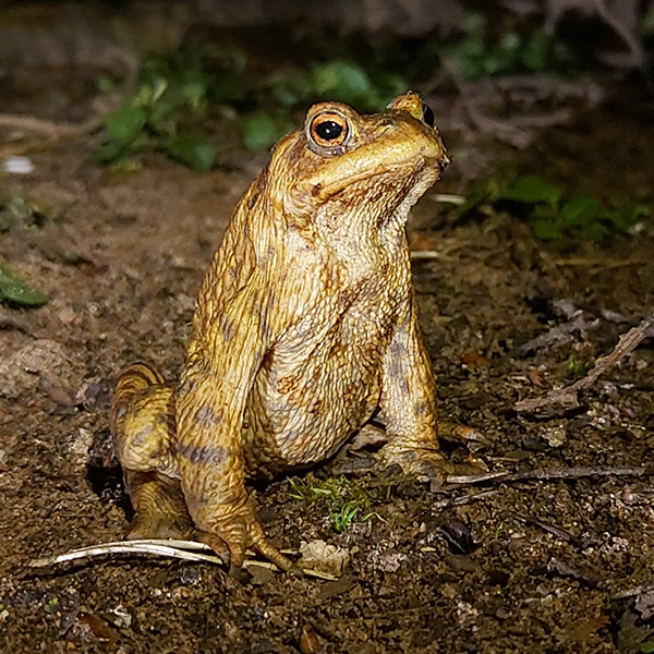 Close up of a frog