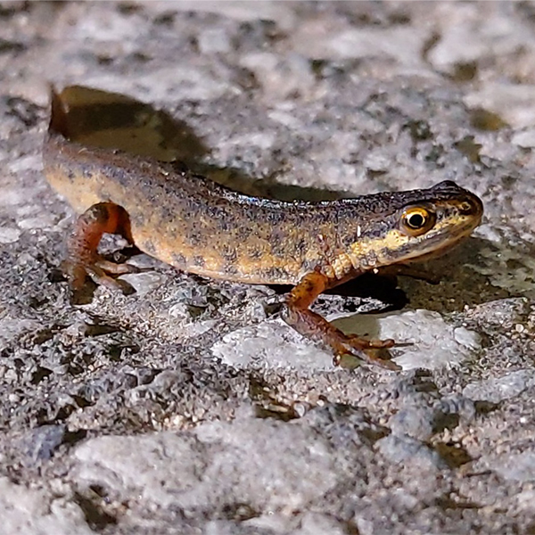 Close up of a tadpole