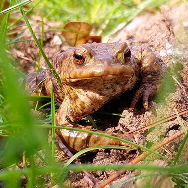 Close up of a toad