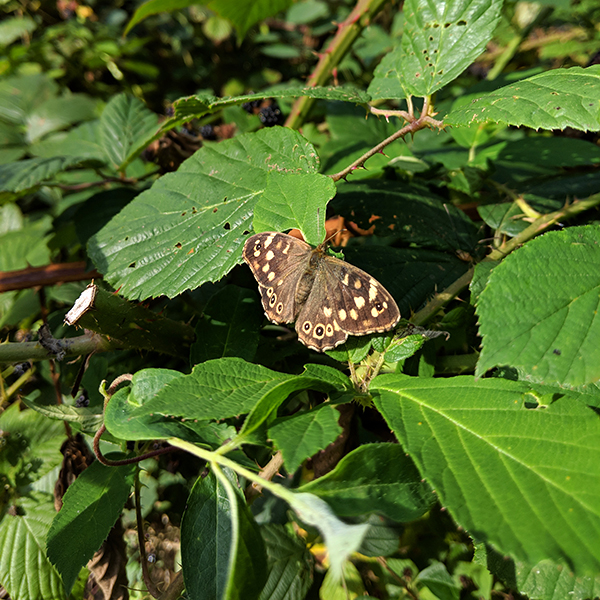 Butterfly sat on a leaf