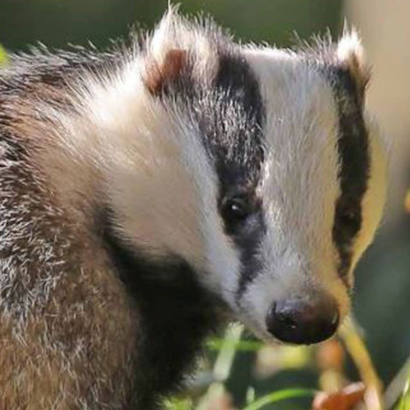 a closeup of a badger 