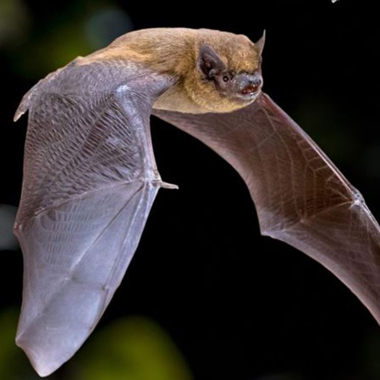 a bat spreads it's wings and flies through the air