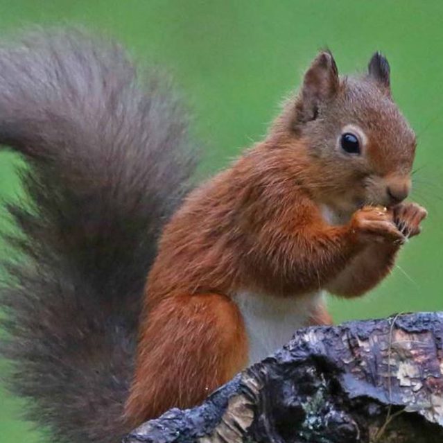 red squirrel sits on a branch eating a nut