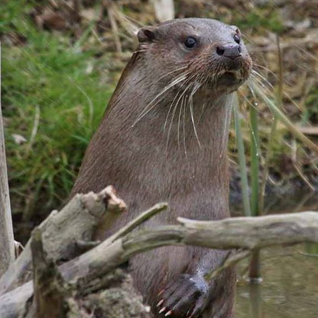 otter peaks out from the water