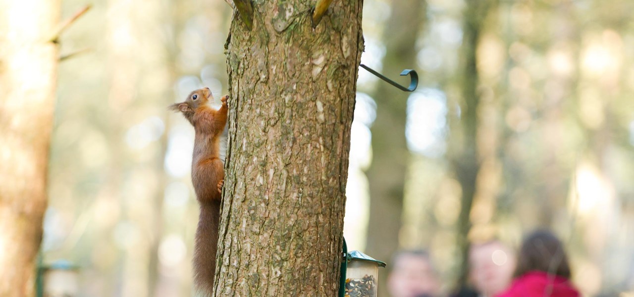 Red squirrel climbing up a tree