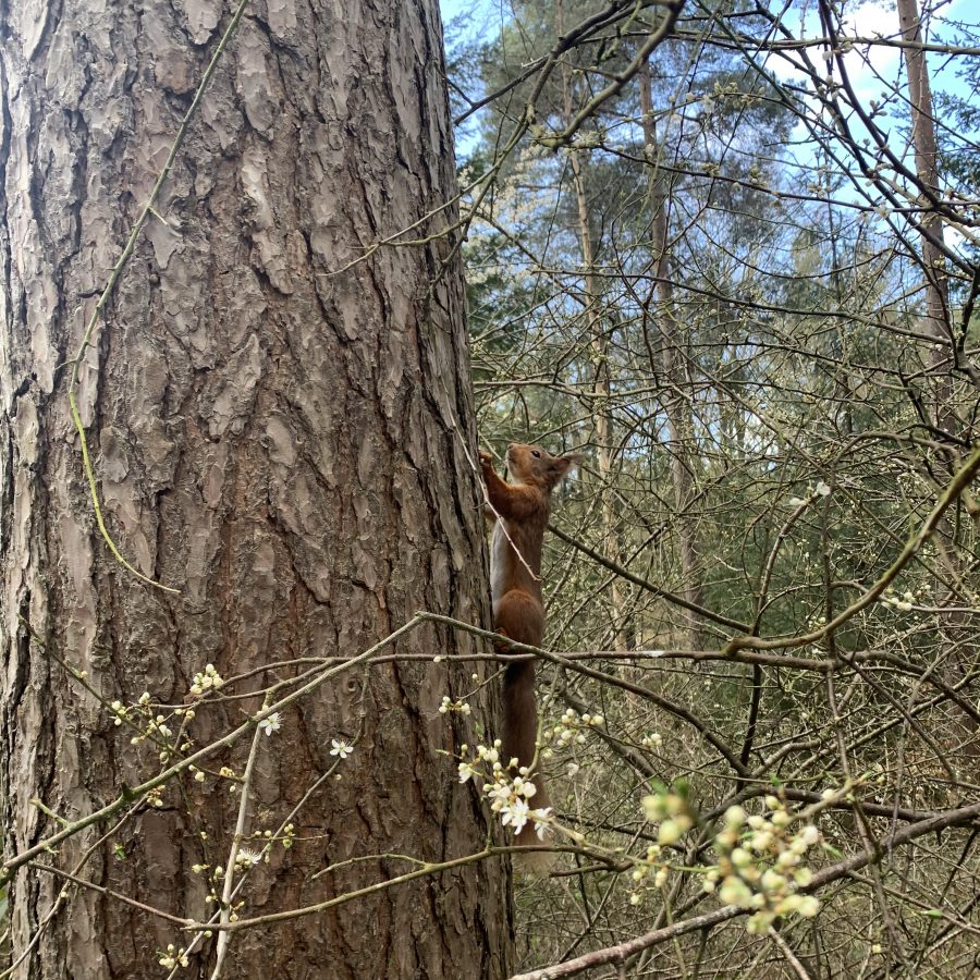 Red squirrel climbing up a tree