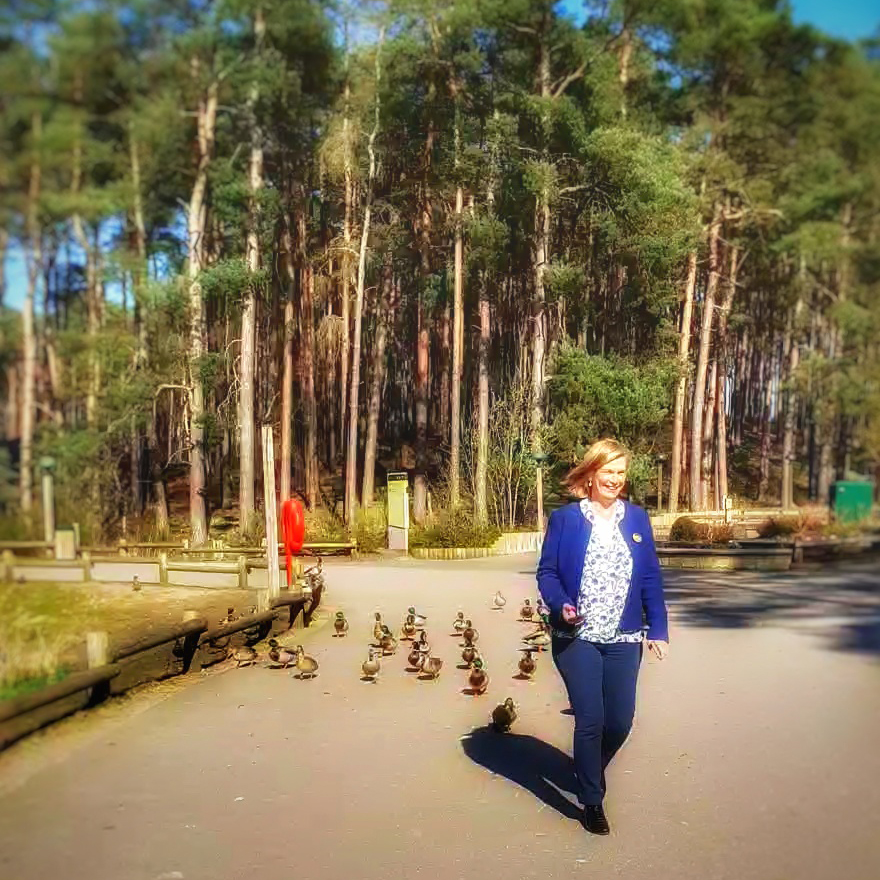 A gaggle of ducks follow a woman along a path
