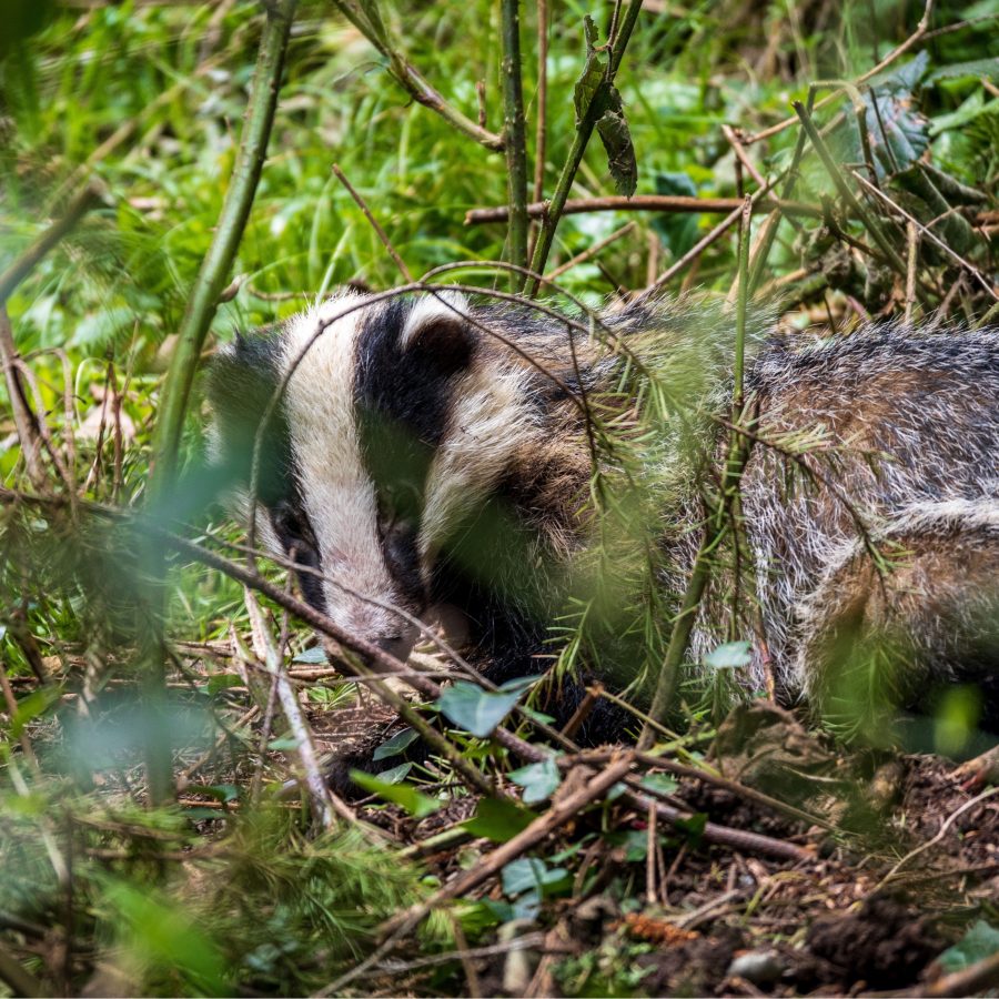 Badger on the forest floor