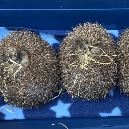 Group of hedgehogs in a tray 