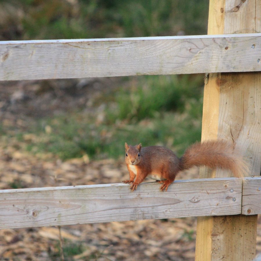 Red squirrel on a fence