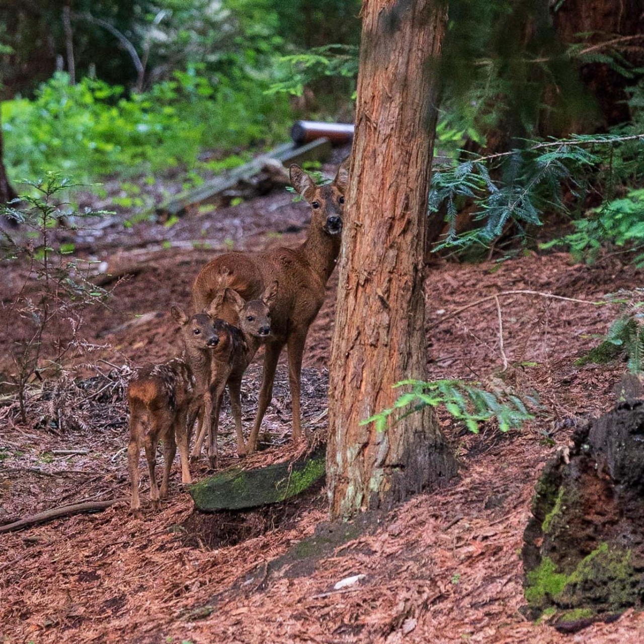 Deer and foals in forest