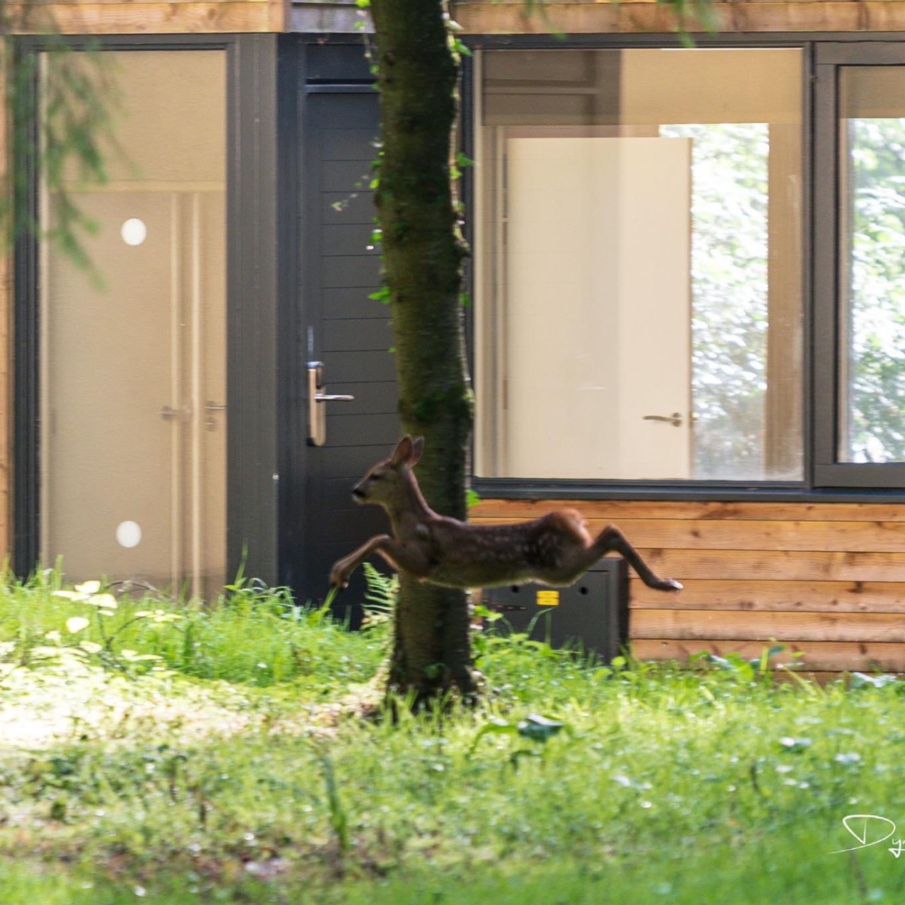 Deer jumps in front of a lodge