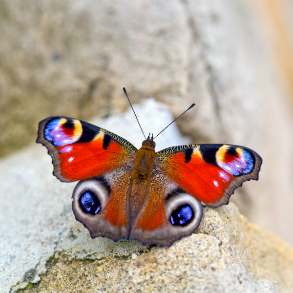 Butterfly on a rock