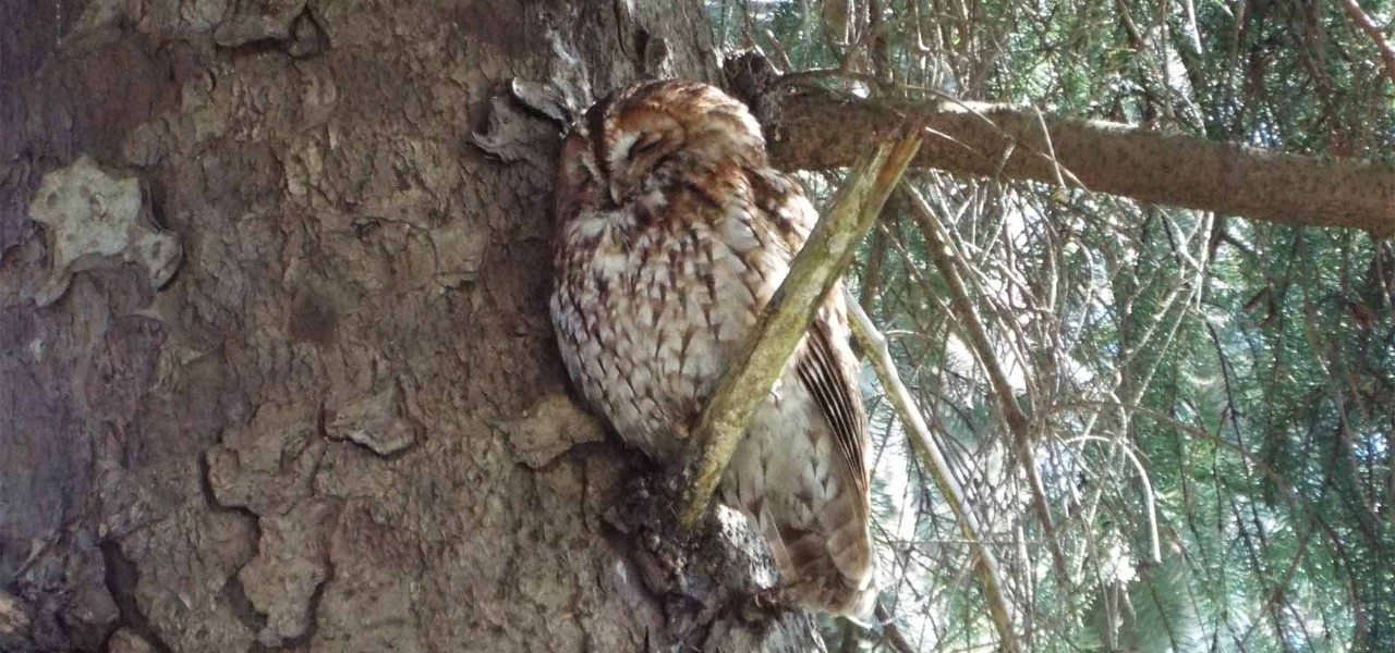 A tawny owl sleeps peacefully on a tree branch