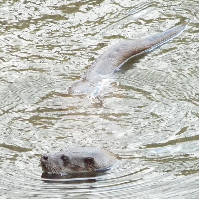 An otter swimming in the water