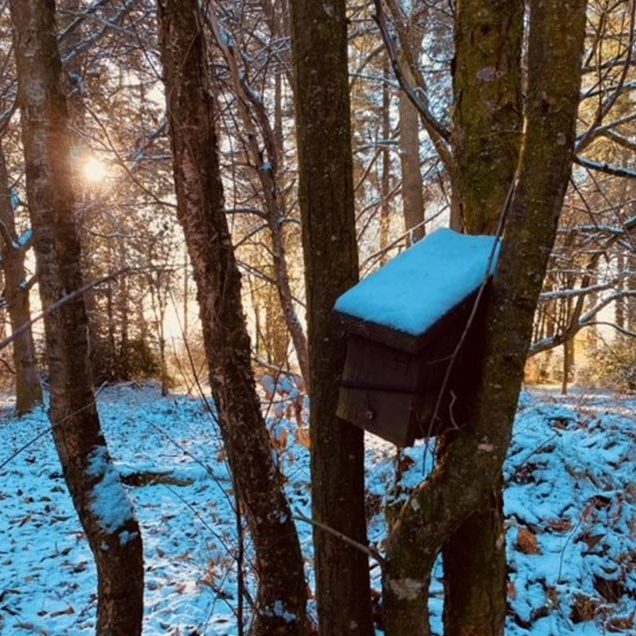 A bird house in the forest dusted with snow
