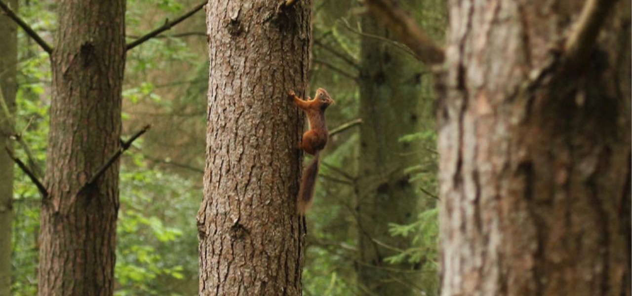 Archie the red squirrel climbing a tall tree.