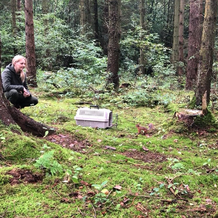Forest ranger releasing red squirrel back into the wild