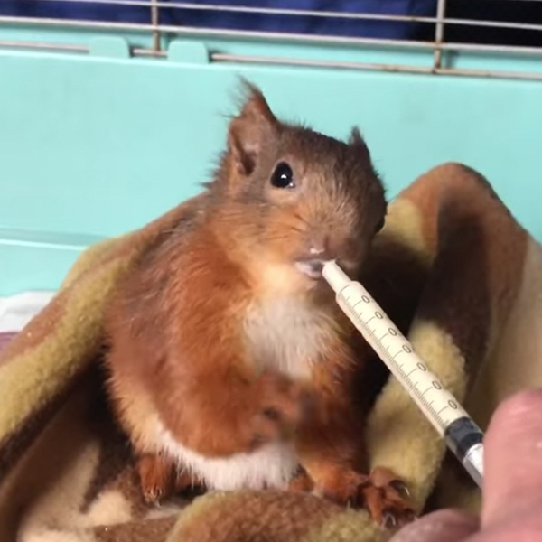 Archie the red squirrel being fed milk.