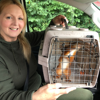 Forest ranger with red squirrel in travel cage