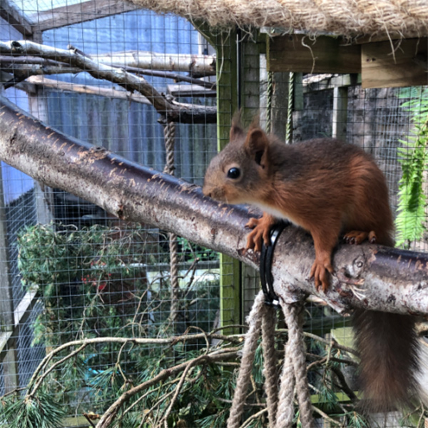 Archie the red squirrel perched on a branch.