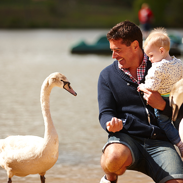 Father with child interact with a swan
