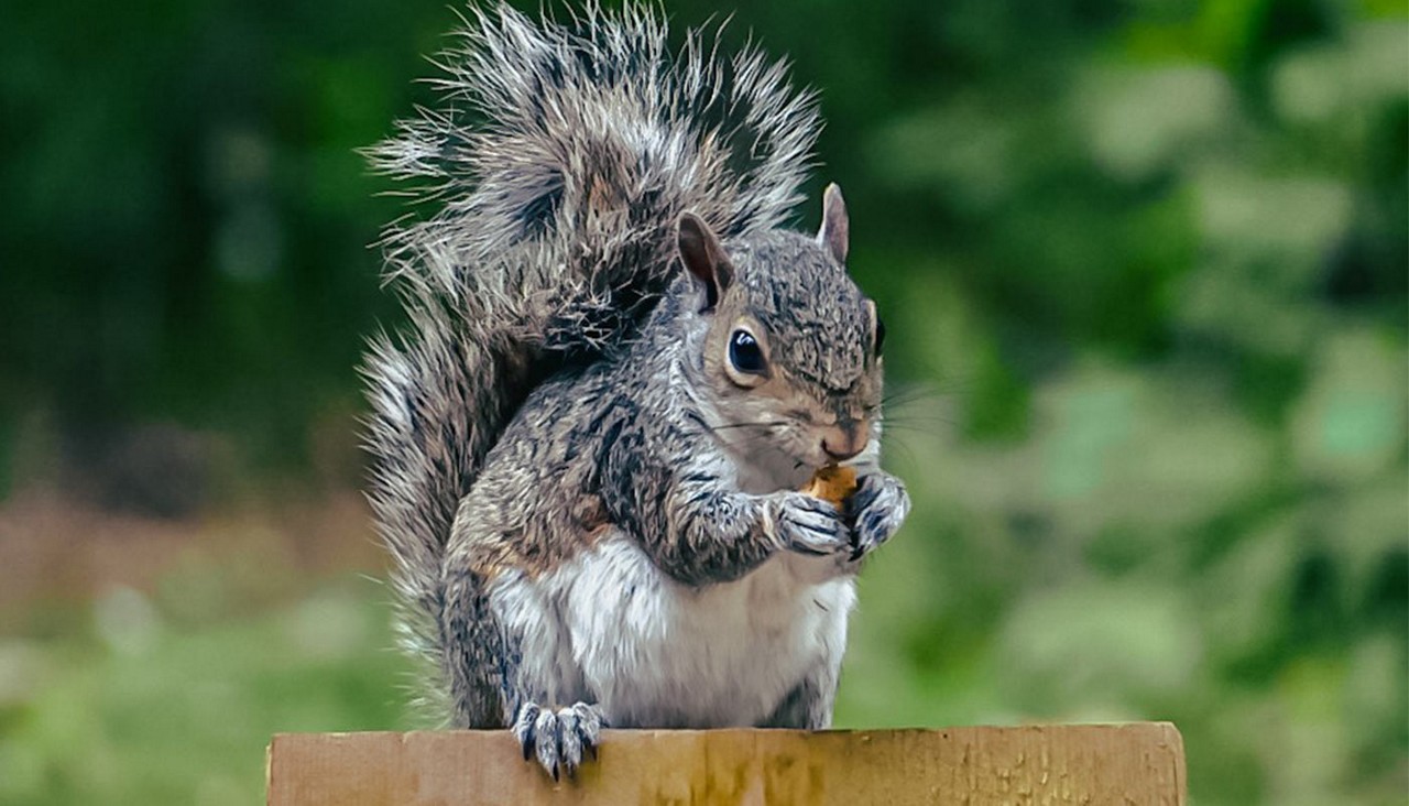 A grey squirrel eating a nut