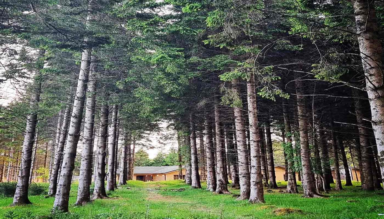 A lodge in the forest 