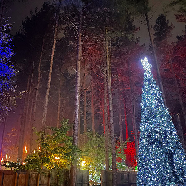 Multi-coloured lights lighting up the forest with a giant Christmas tree with star on top